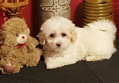 Toy Maltese Full Grown