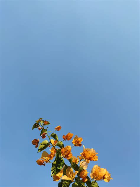 Yellow Flowers Under Blue Sky During Daytime Hd Phone Wallpaper Peakpx