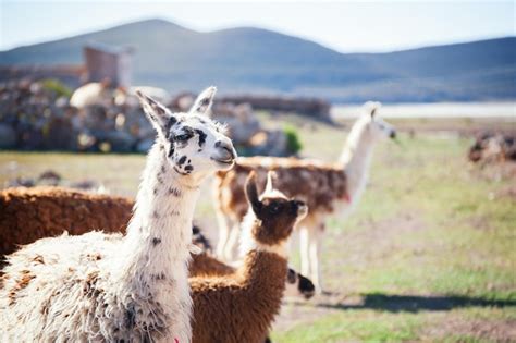 Premium Photo | Llama in the andes mountains, altiplano, bolivia.