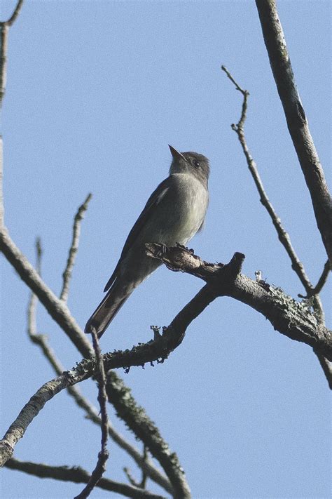 Ebird Checklist May Challenger Memorial Park Utc