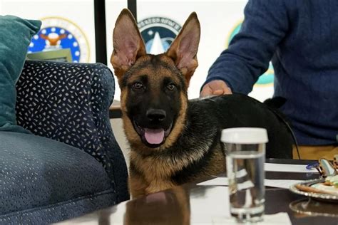 Il Cane Di Biden Ha Assalito Agenti Prima Di Essere Portato Via