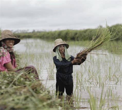 Kementan Akan Dampingi Petani Akses Kur Agroindonesia