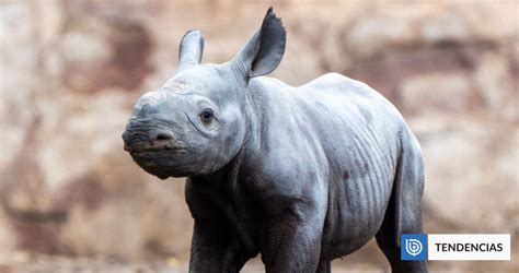 Captan el nacimiento de uno de los mamíferos más raros del planeta