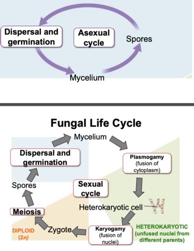 Fungi Flashcards Quizlet