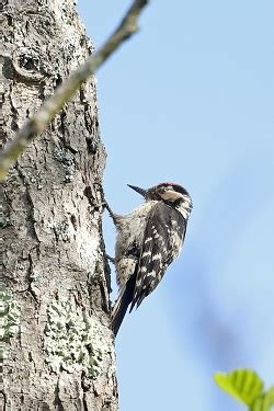 Woodpecker Network Lesser Spotted Woodpeckers In Report