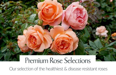 Treloar Roses - Australia's Largest Rose Production Nursery