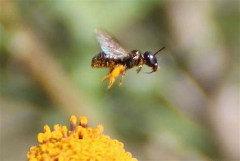 Tiny Ceratina Ceratina Bugguidenet