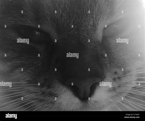 Cat Face Stock Photo Alamy