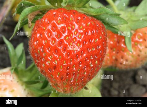 A Ripened Strawberry Is Ready For Picking Off The Plant Stock Photo Alamy