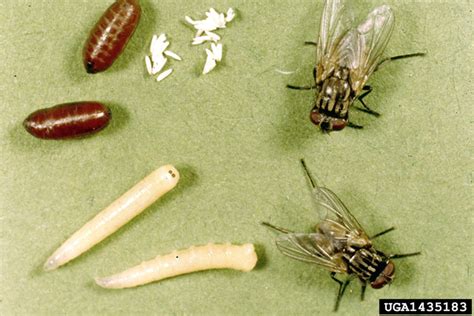 Fly Maggots In House On Floor Competent Cyberzine Photographic Exhibit