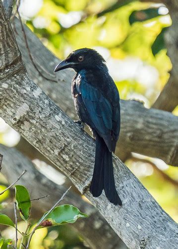 Spangled Drongo Dicrurus Bracteatus At East Point Reserv Flickr