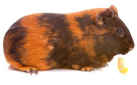 A Complete Guide To Guinea Pig Colors - With Photos!