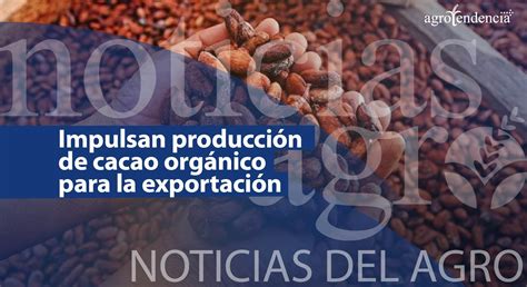 Impulsan Producción De Cacao Orgánico Para La Exportación