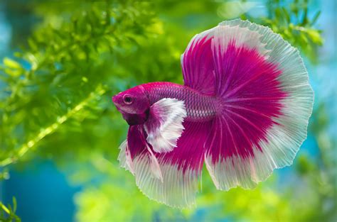 How Long Do Bettas Live 5 Best Tips For A Longer Betta Fish Lifespan