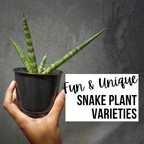 10 Unique Snake Plant Varieties You'll Want To Grow - You Should Grow