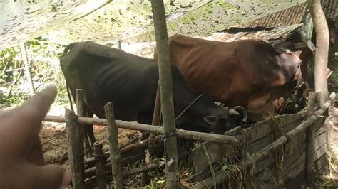 গরু বেধে বাচ্চাকে দুধ খাওয়াতে হয়এটা কেমন রোগ গরু পালন পদ্ধতি দেশি