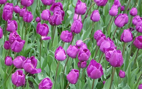 Tulipa Triumph Negrita Top Flora Shop