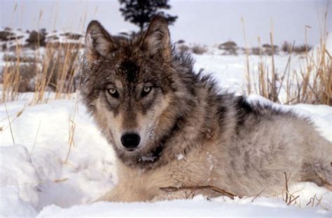 European vs North American Wolf (Key Differences) – Fauna Facts