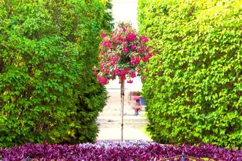 Types Of Fuchsias Hanging And Standing Fuchsias Plantura