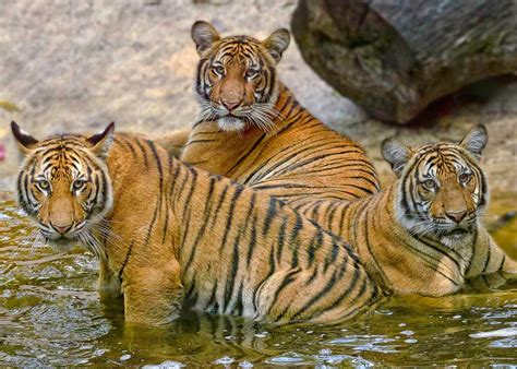 Malaysian Tiger | The Biggest Animals Kingdom