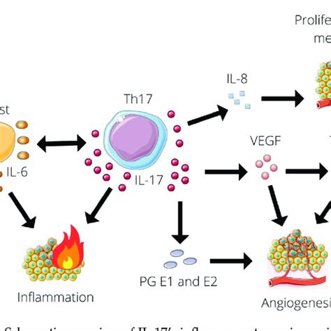 Schematic Overview Of Il 17s Influence On Tumorigenesis Il 17 Download Scientific Diagram