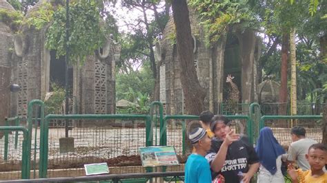 Kebun Binatang Ragunan Longgar Hari Ini Berikut 4 Lokasi Favorit