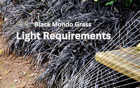 Black Mondo Grass Light Requirements Update 2023 InHousePlant