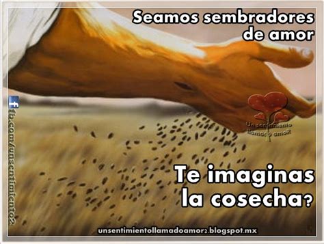 Un Sentimiento Llamado Amor Siembra Amor Y Recoger S Amor