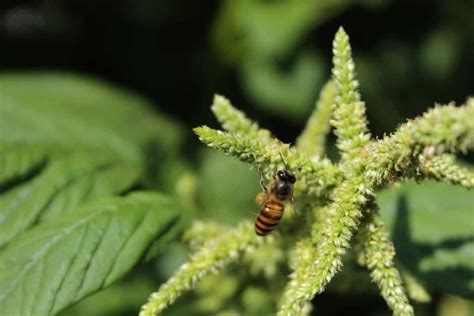 Best Practices To Grow Amaranth From Seed To Harvest A Complete Guide