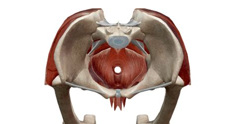 Male Pelvic Anatomy Diagram