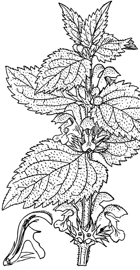Lamium Album | ClipArt ETC