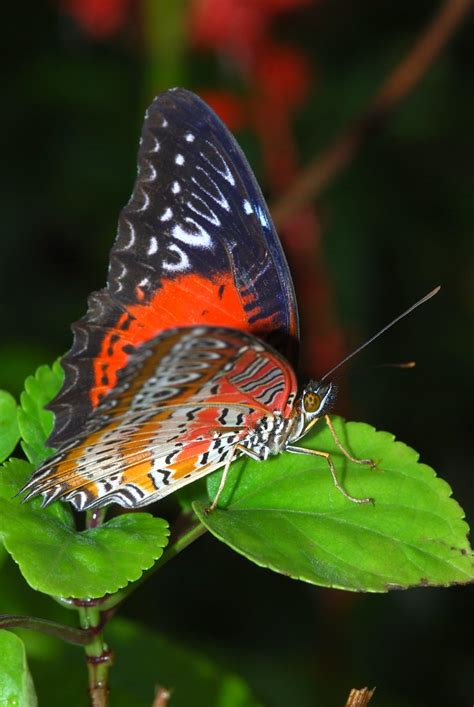 Red Lacewing Cethosia Biblis Perakana Butterfly Farm Br Flickr