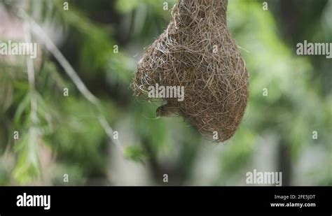 Baya Weaver With Nest Stock Videos Footage HD And 4K Video Clips