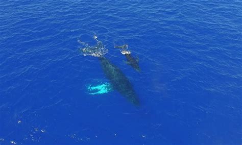 Kona Whale Watching Adventure