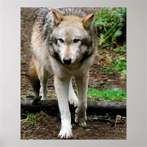 Alpha Wolf Poster | Zazzle