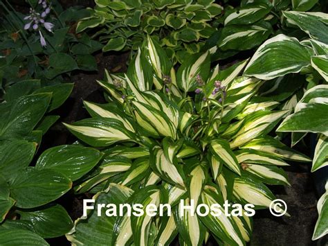 Hosta Calypso Fransen Hostas