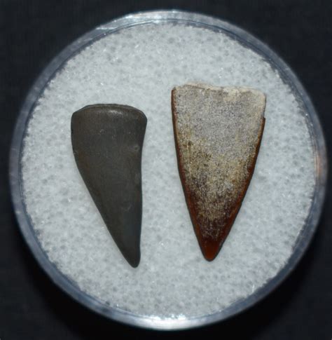 Great Pair of Fossilized Barracuda Teeth in a Gem Jar Pleistocene ...