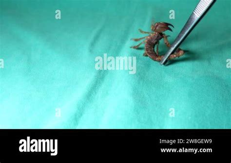 scorpion isolated. scorpion on green background. venom extraction from ...