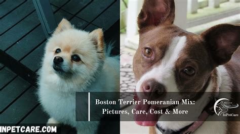 Boston Terrier Pomeranian Mix: Pictures, Care, Cost And More.