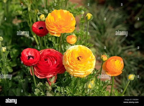 Persian Buttercup Or Ranunculus Ranunculus Asiaticus In Flower