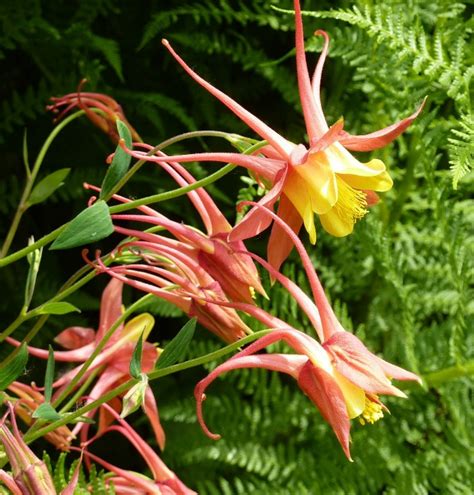 Growing Columbine How To Grow Aquilegia For Bell Shaped Flowers