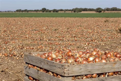 Menos Producci N En La Campa A De Cebolla Manchega Con Precios En