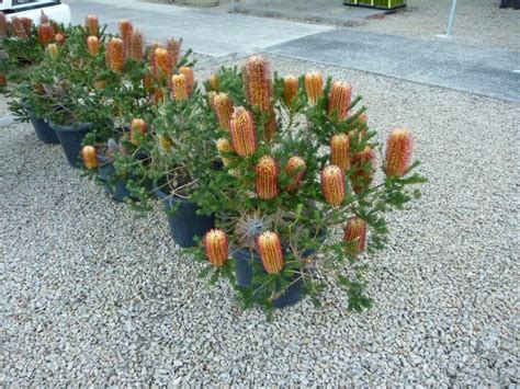 Banksia ‘little Eric Gardening With Angus