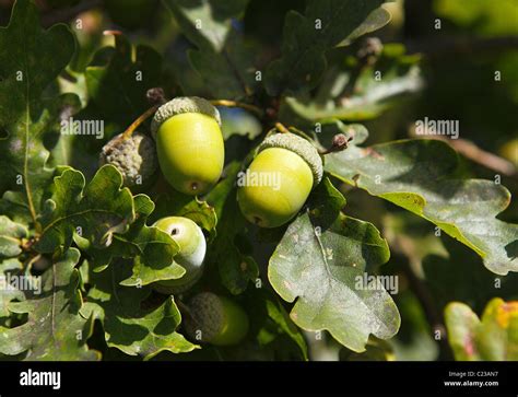 Acorns on an English Oak Tree Stock Photo - Alamy