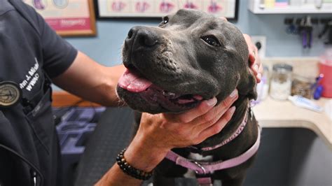 Opinion: Breed specific bans are a raw deal for good dogs