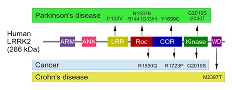 The Potential Of Targeting LRRK2 In Parkinsons Disease IntechOpen