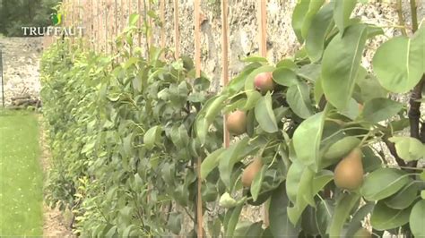 Le Fruitier Palissé Ou Fruitier Colonnaire Jardinerie Truffaut Tv