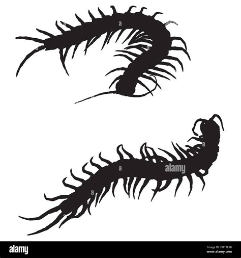 Centipede Silhouette Art Stock Vector Image And Art Alamy