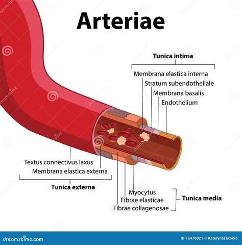 Structure Of Artery Wall Infographic Diagram Cartoon Vector