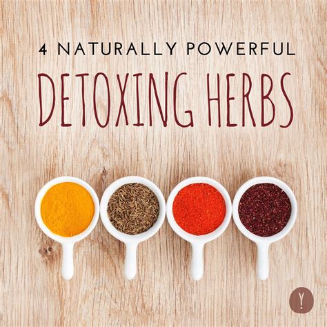 4 Naturally Powerful Detoxing Herbs Detox Herbs Spring Detox